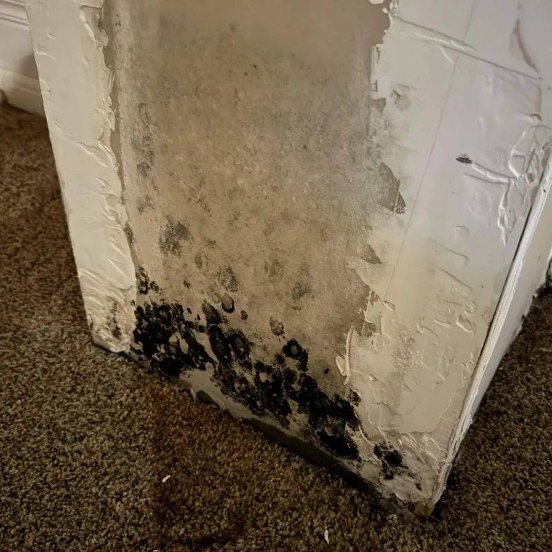 Professional Mold Removal in Rush Springs, OK